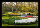 Keukenhof Hollandia 115